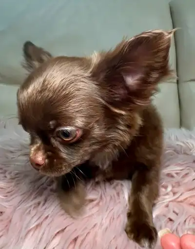 Rare Long-Haired Chocolate Chihuahua Girl – Top Pedigree, View more