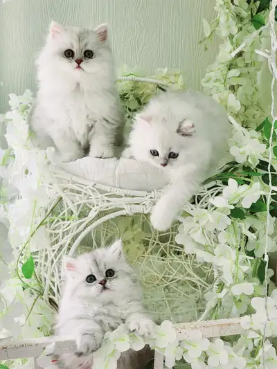 Gorgeous Persian Kittens !