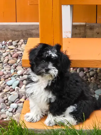 This 14 week old shihtzu x toy poodle is looking for a furever home. Vaccinated and dewormed. Non sh...