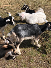 Dairy Goat Herd beautiful goats Wholsale pick up and delivery 