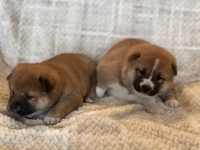 Shiba Inu puppies in Dogs & Puppies for Rehoming in Winnipeg - Image 5