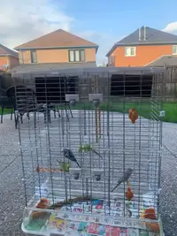 Budgies for sale + Cage + Food