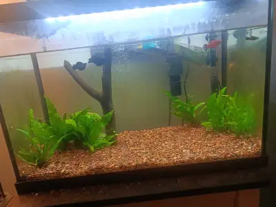 Aquarium récemment vidé, mes poissons sont morts. Je laisse tout avec, filtreur, chauffe eau, roche,...