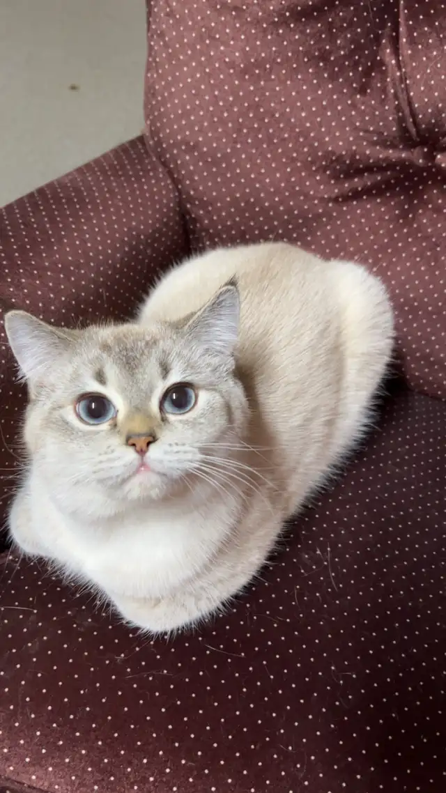 British shorthair kittens ( 1500 each) | Cats & Kittens for Rehoming ...