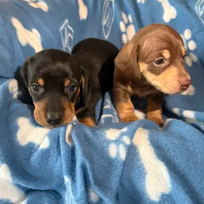 Miniature Dachshund Puppies, View more