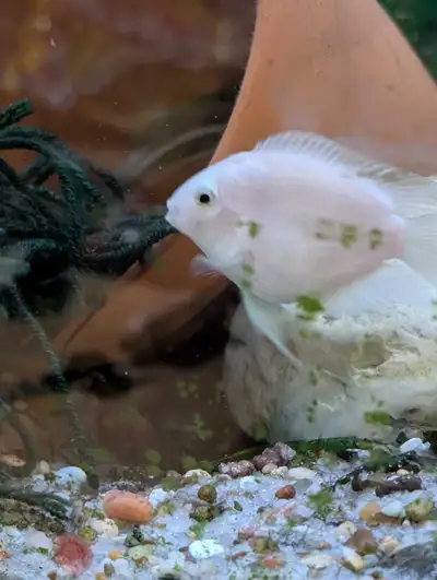 platinum polar parrot pair $25, View more