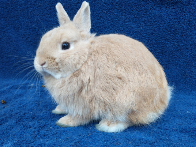 EXTRAORDINARY HOLLAND LOP BABY DWARF BUNNY RABBITS in Small Animals for Rehoming in City of Toronto - Image 2