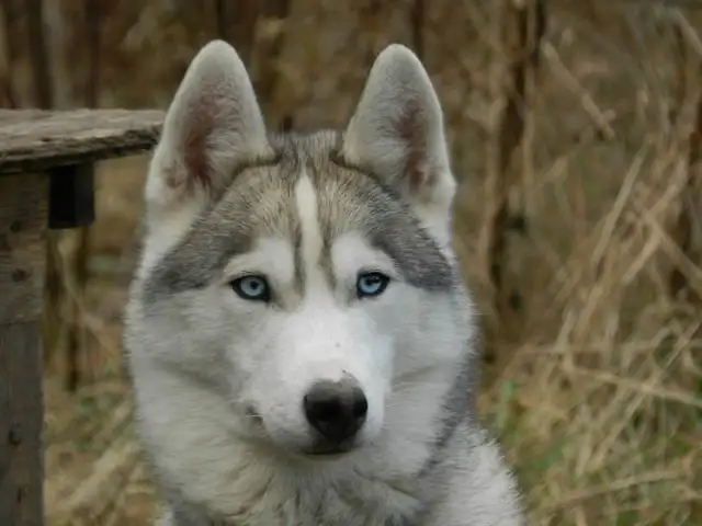 magnifique chiots husky in Dogs & Puppies for Rehoming in Saguenay - Image 9