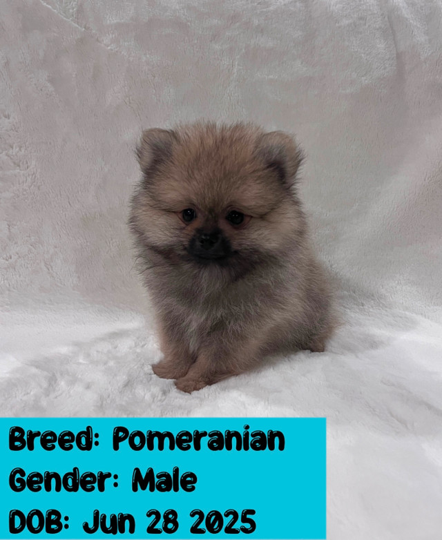Tiny Pomeranian puppy in Dogs & Puppies for Rehoming in Richmond