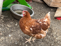 ISA Brown Hens 4 months and 2 year olds