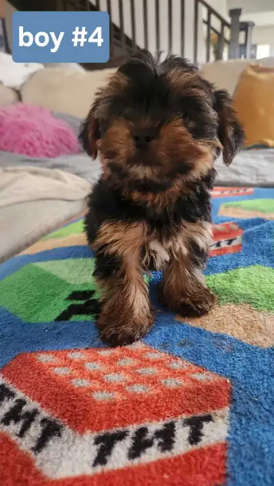 Adorable tiny Morkie Puppies, View more