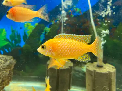 Dragon Blood Peacock Cichlid, View more