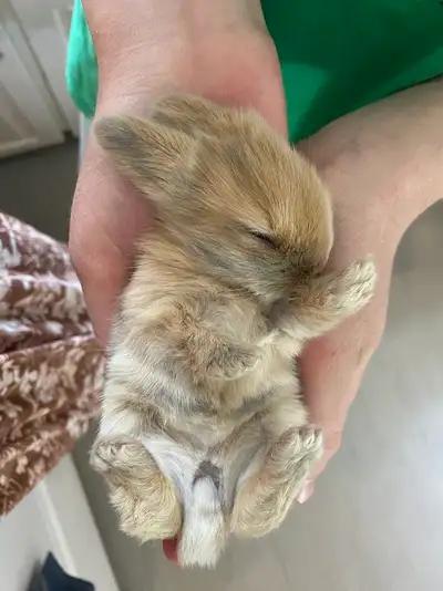 Lily's Bunny Barn- YouTube, View more