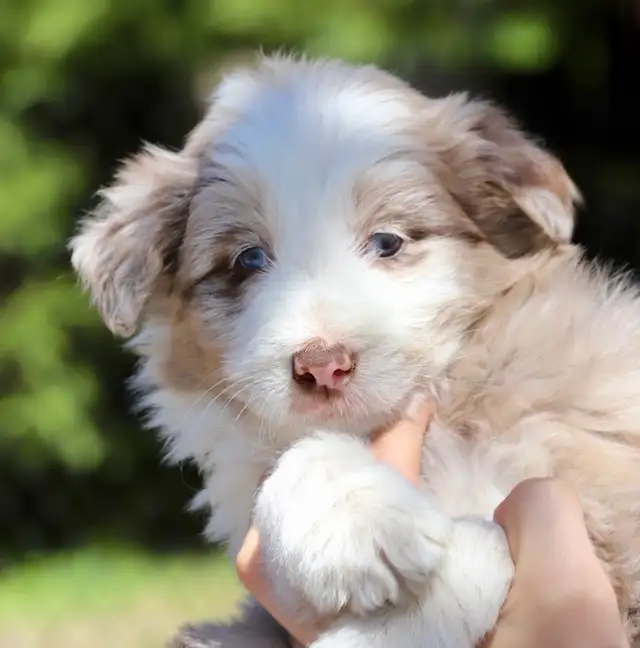4 DOODLES, BORDOODLES F1 et F2 et F3 , PUPPIES, CHIOT in Dogs & Puppies for Rehoming in Laurentides - Image 10