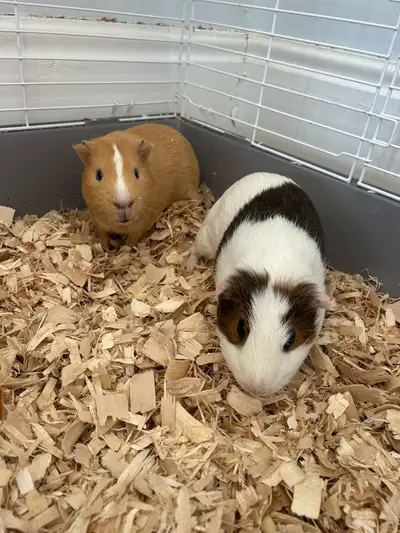 Guinea Pigs w/ Cage, View more