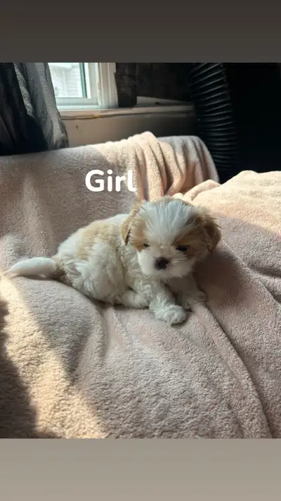 8 healthy purebred Shih Tzu puppies GIRL 1- 1 blue eye/docked tail- Available GIRL 2 -SOLD GIRL 3 (s...