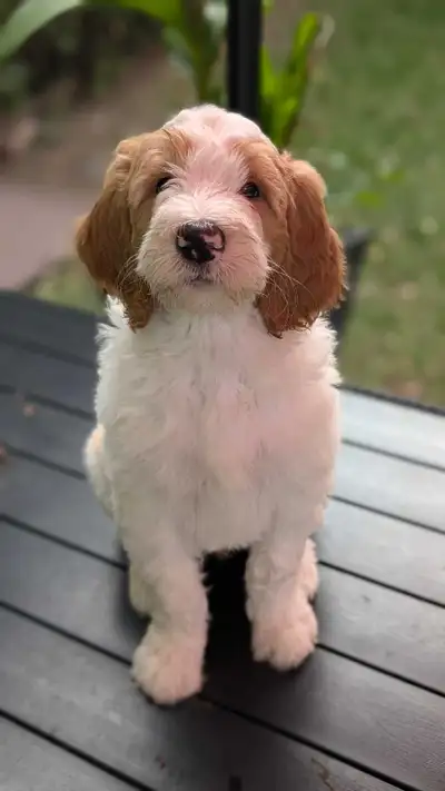 Goldendoodle Puppies, View more