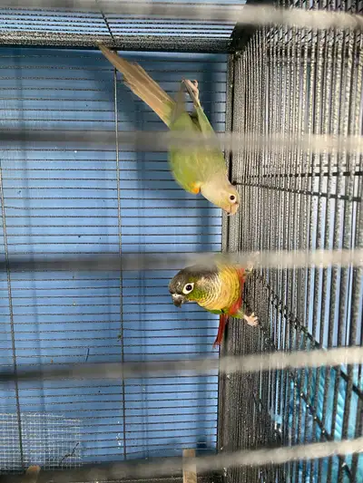 Conure Birds, View more