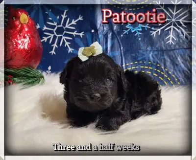 Toy/ Mini Schnoodle, View more