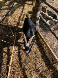 Pygmy Nigerian Male goat for sale
