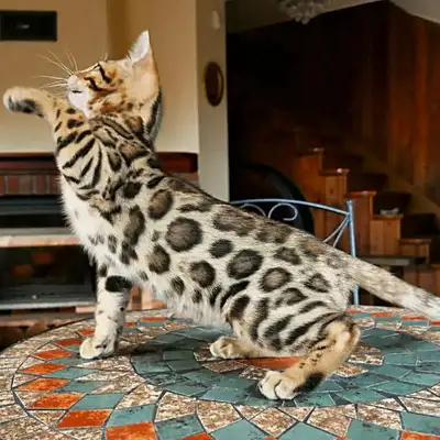 Exquisite TICA Bengal Kittens – Pure Bloodline, View more