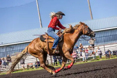 4h, barrel,mounted shooting, gymkhana horse, View more