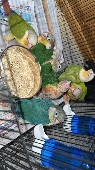 Thank you for checking out my post I’ve got a bunch of beautiful friendly tamed conures for sale fro...