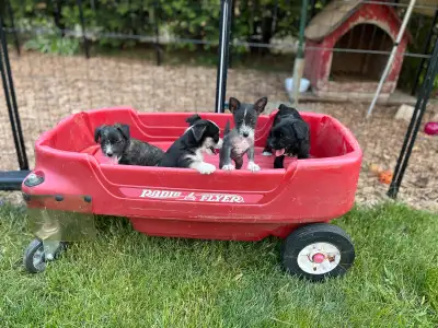 We have 4 sweet puppies looking for loving homes — 3 females and 1 male. Raised in a caring environm...