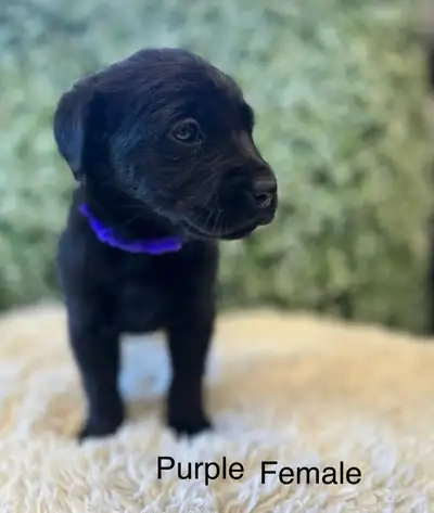 Labrador Retriever Puppies, View more