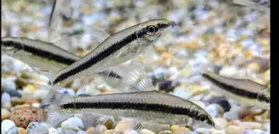 aquarium algae eaters, View more