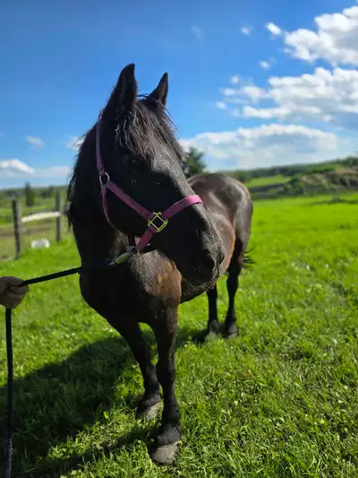 Brood Mare in foal, View more
