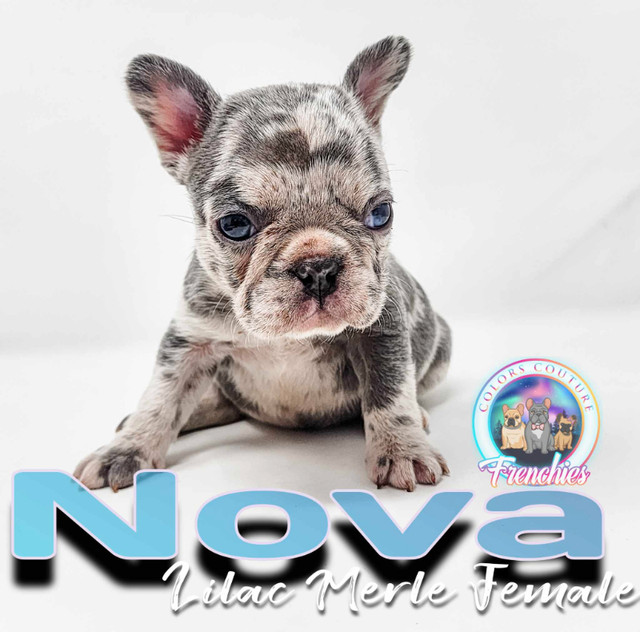 FRENCH BULLDOGS REGISTERED Blue, Merle, Standard in Dogs & Puppies for Rehoming in Edmonton