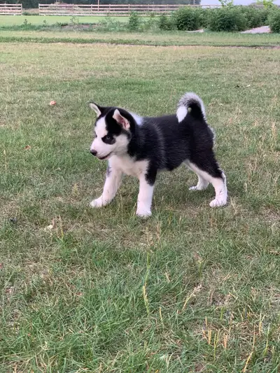 Pomsky puppies, View more