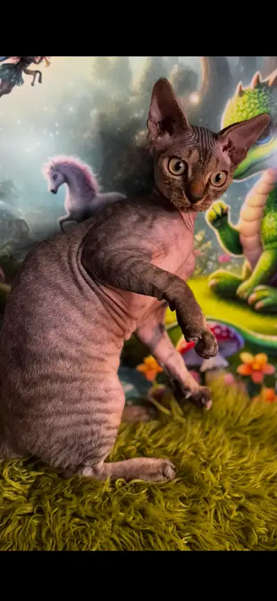 SOLD! Brown tabby Devon Rex kitten boy, View more