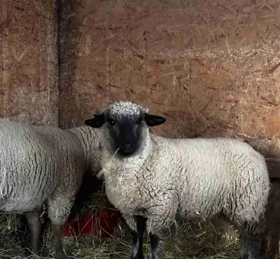 Two ewes, View more
