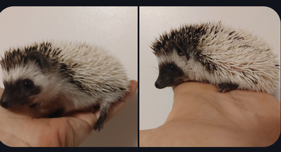 Phoenix or Phoebe Dark high white Pinto s&p hedgehog babies!!, View more