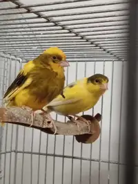 Couple canaris et cage 