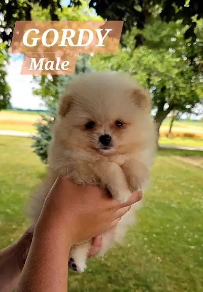 Canadian Kennel Club registered Pomeranian pup, View more