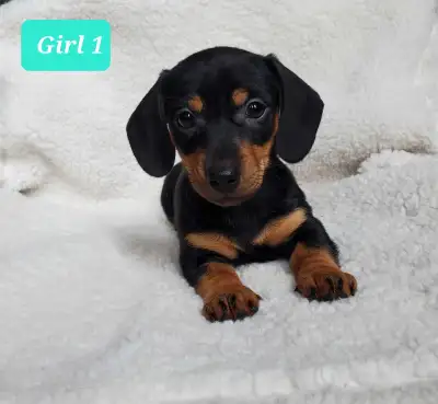 Miniature dachshund puppies, View more