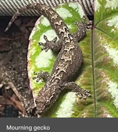mourning gecko , View more