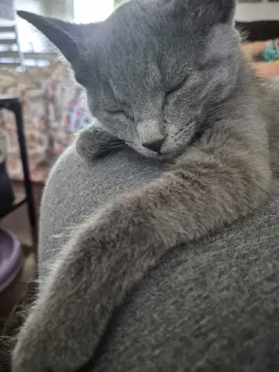 sweet gray female kitten, View more