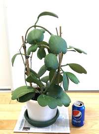 Large Size Healthy Hoya Kerrii (Sweetheart plant) Actual Photos