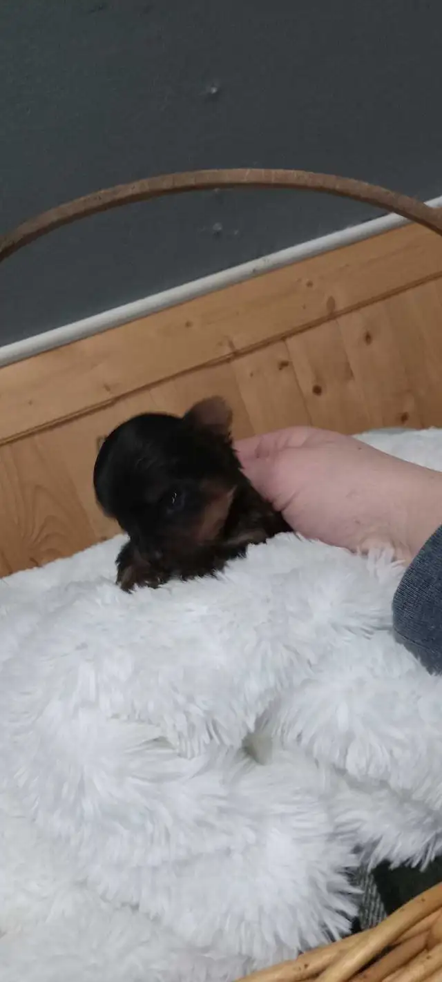 Yorkshire Terrier miniatures in Dogs & Puppies for Rehoming in Gatineau - Image 3