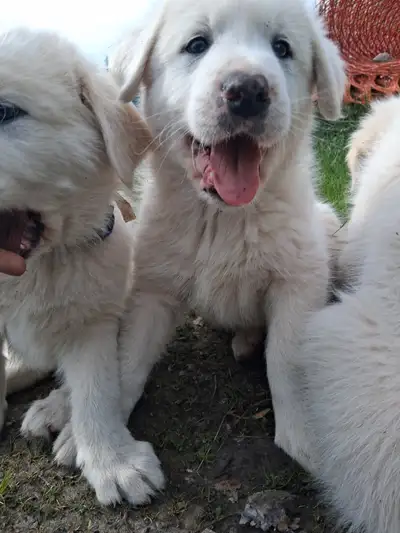 Great Perynees x Maremma, View more