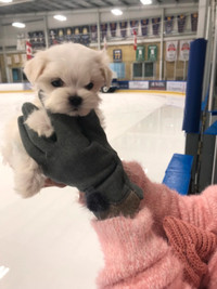 Pure Korean Line Maltese puppies for rehoming