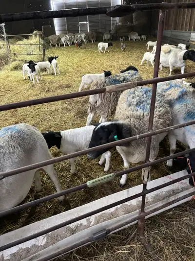 Dorper sheep/ lambs for sale, View more