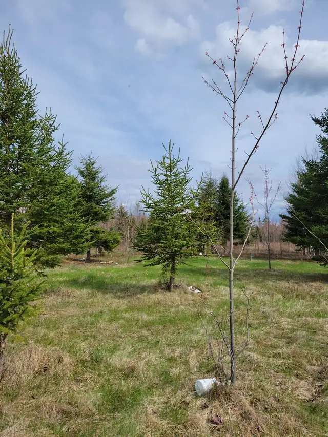 Camping  sites in New Brunswick in Canada - Image 3