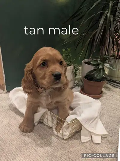 Cockapoo Puppies, View more