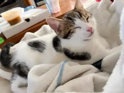  Bengal Mix Male Kitten  Unique Heart Marking !, View more