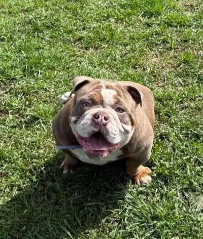 House of Griffin Kennels had a beautiful litter of Olde English Bulldog puppies. Mom is 50 percent G...